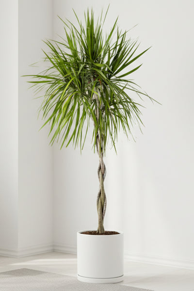 dracaena marginata braid Dracaena, Marginata Magenta 10" Braid – Chalet