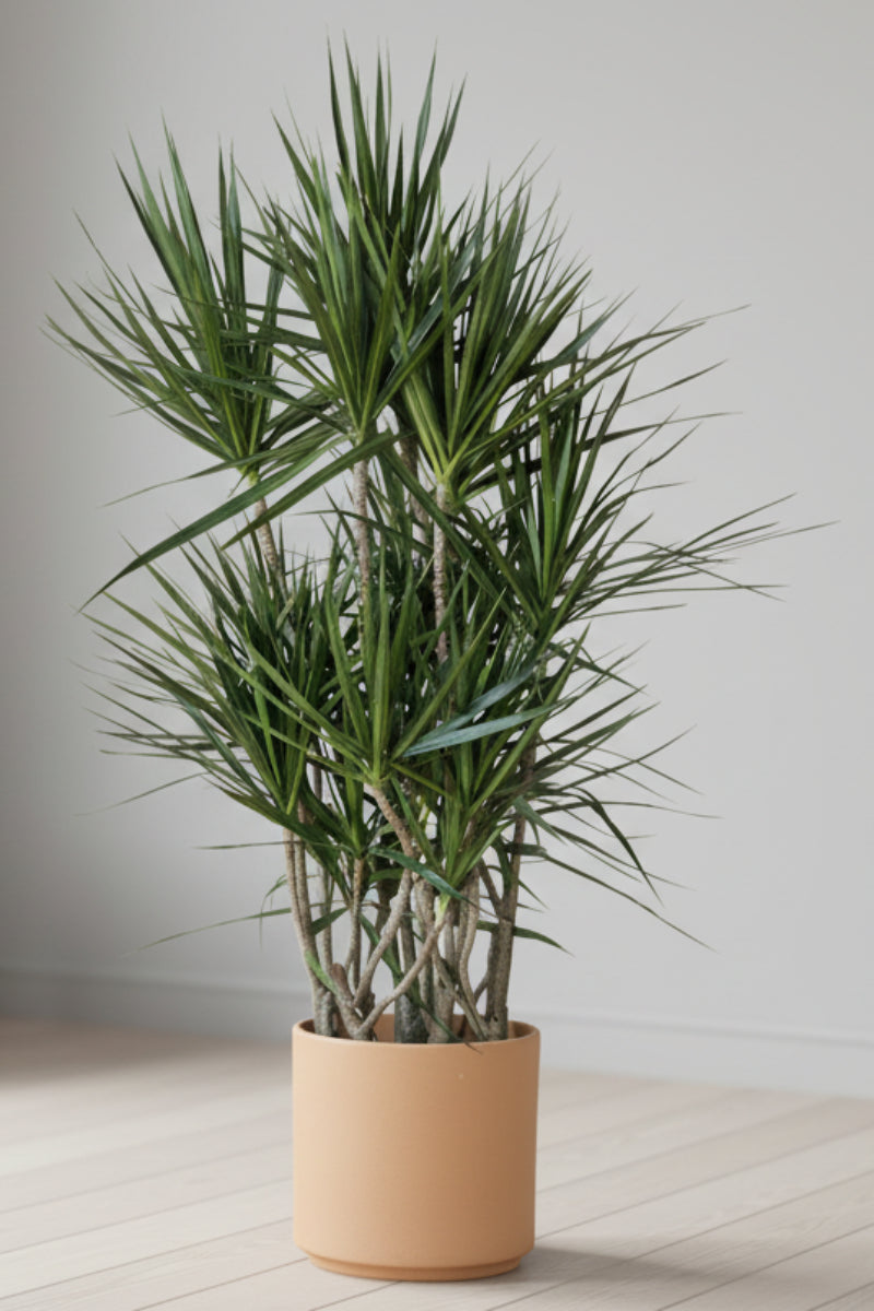 Dracaena, Marginata Character 14"