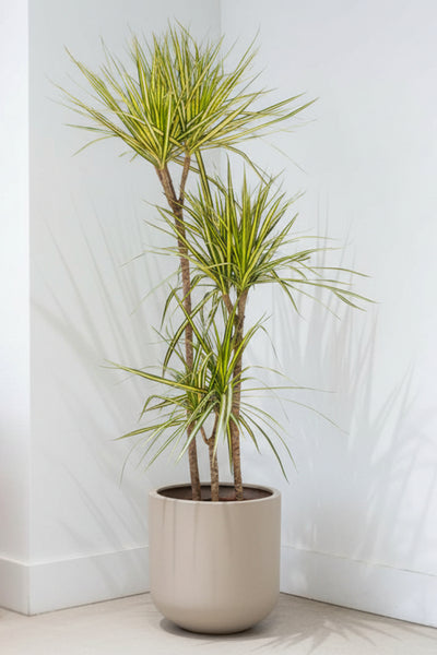 Dracaena, Marginata Kiwi 8