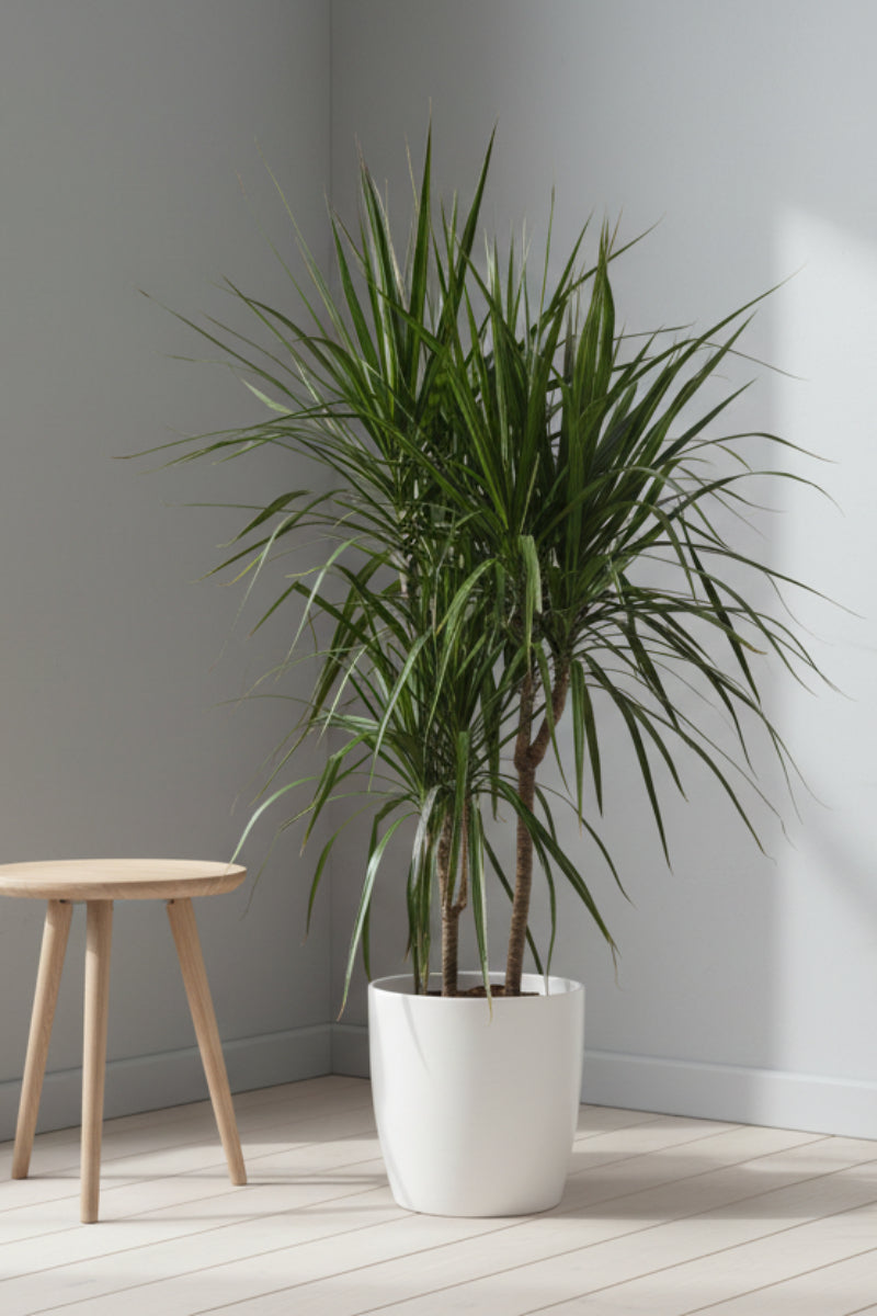 Dracaena, Marginata 8" Staggered