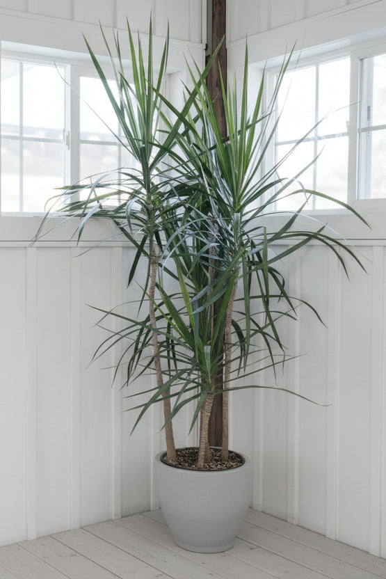Dracaena, Marginata 10" Staggered