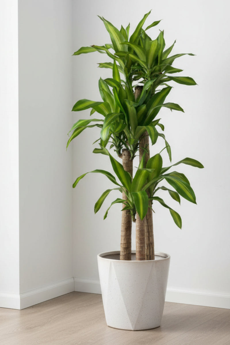 Dracaena, Massangeana 12" Staggered