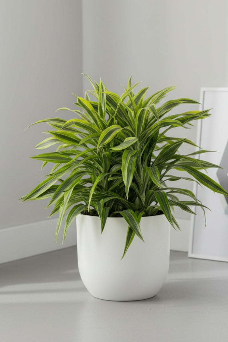 Dracaena, Warneckii Goldstar 14"