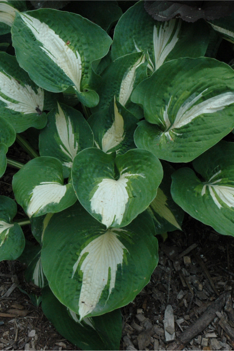 Hosta, Dream Queen
