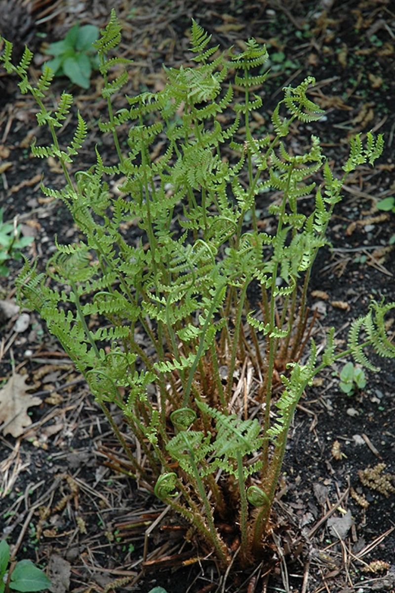 Fern, Leatherwood