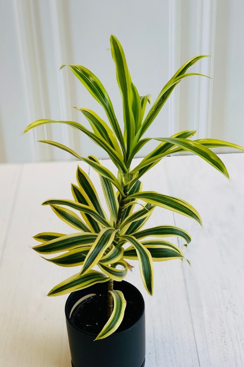 Dracaena, Song of India 4"