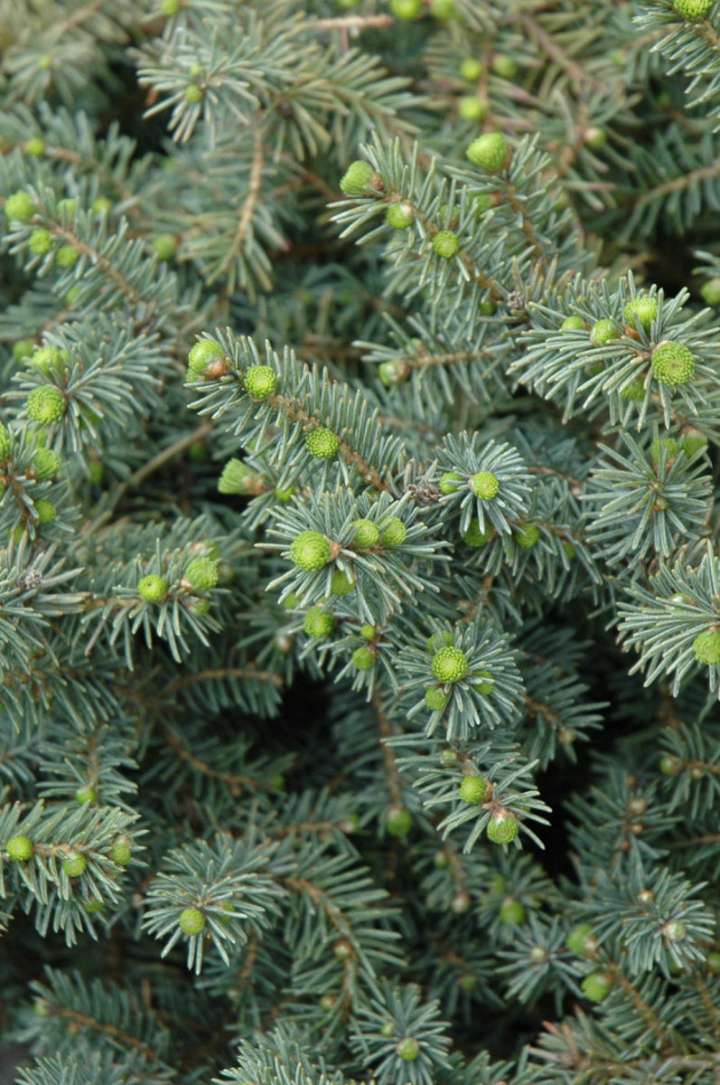 Spruce, Dwarf Black
