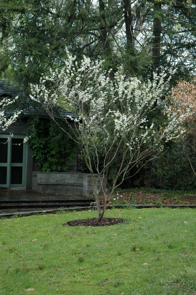 Redbud, Eastern White