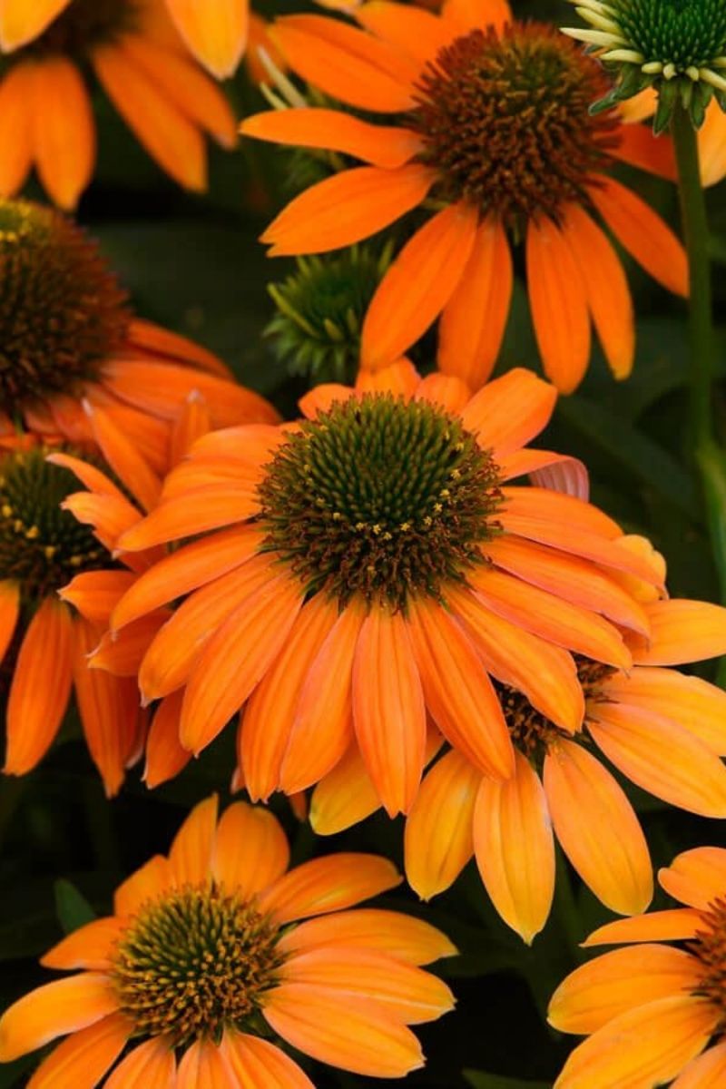 Coneflower, Artisan Soft Orange