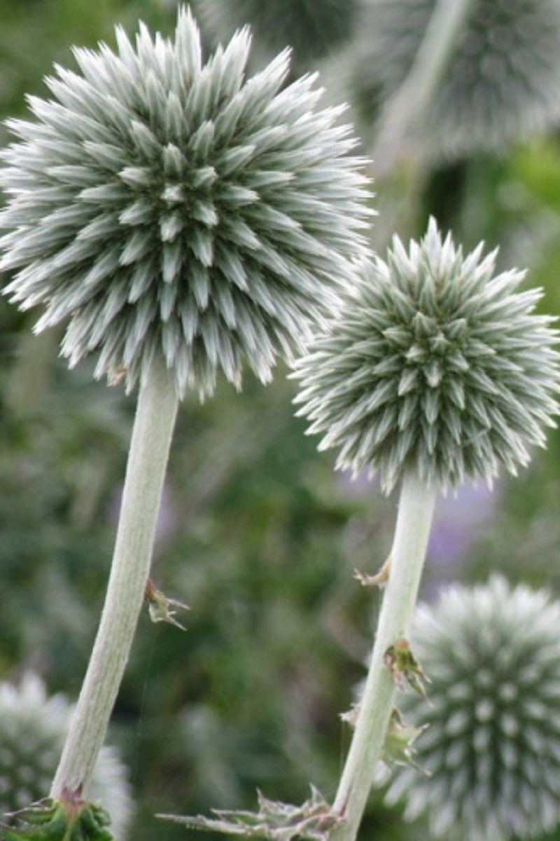 Globe Thistle, Star Frost