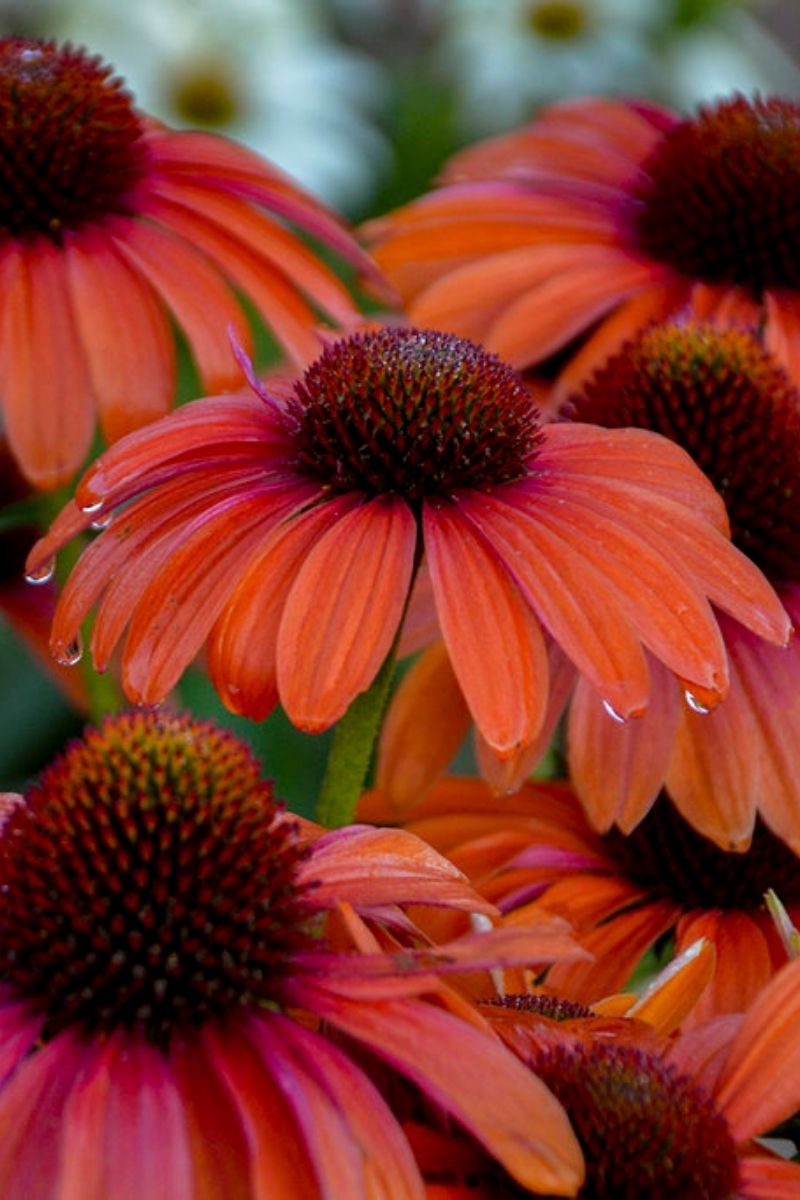 Coneflower, Orange You Awe