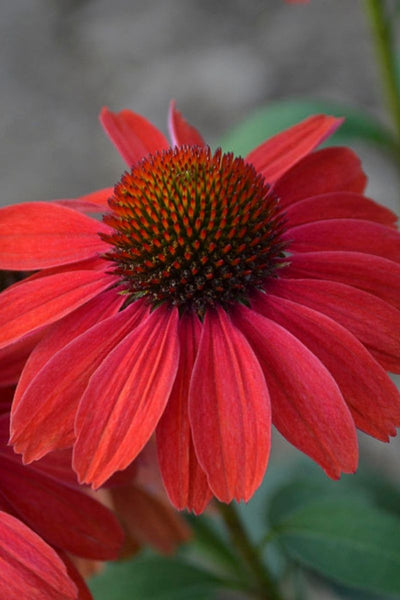 Coneflower, Frankly Scarlet