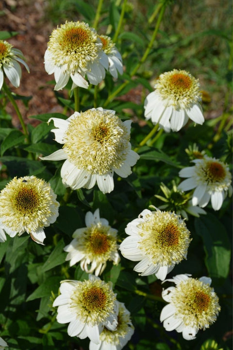 Coneflower, Milkshake