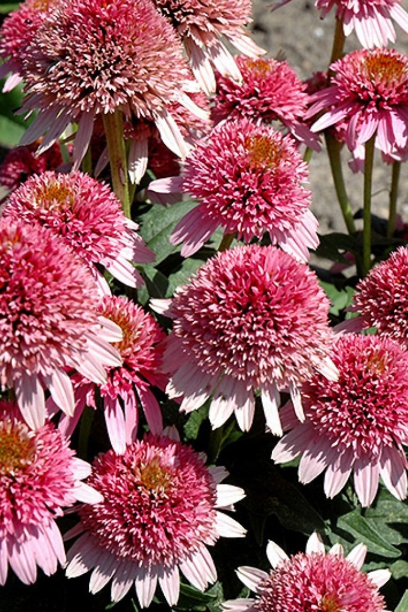 Coneflower, Butterfly Kisses
