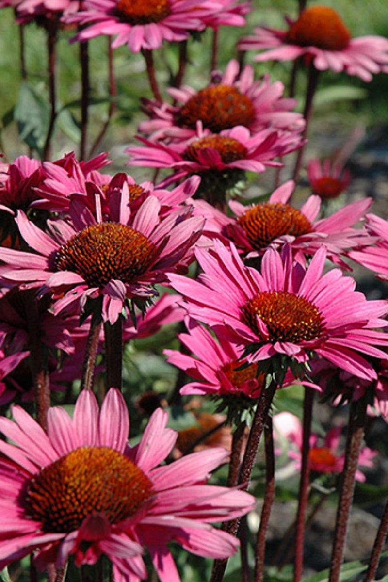 Coneflower, Fatal Attraction