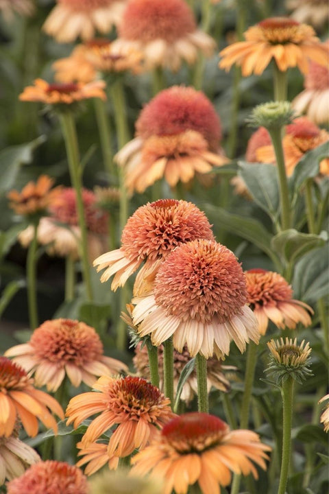 Coneflower, Supreme Cantalo