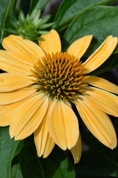 Coneflower, Sombrero Grana