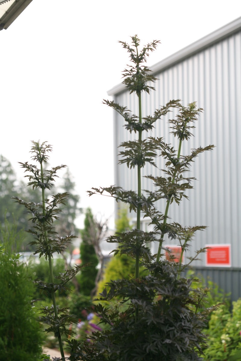 Laced Up Elderberry upright columnar form with black lacy foliage