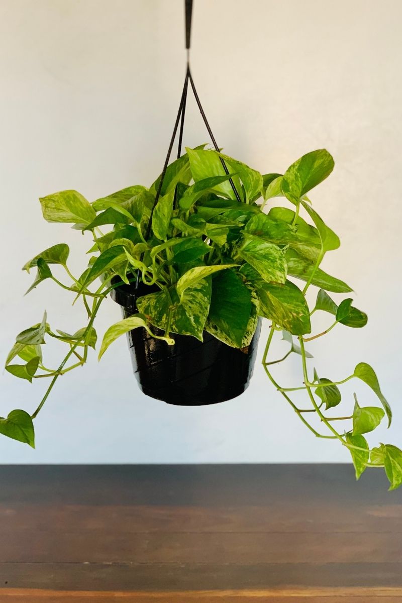 Pothos, Golden 8" Hanging Basket