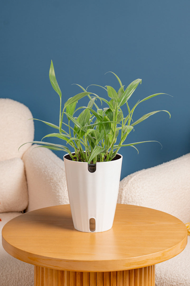 Pothos, Amplissimum 6"