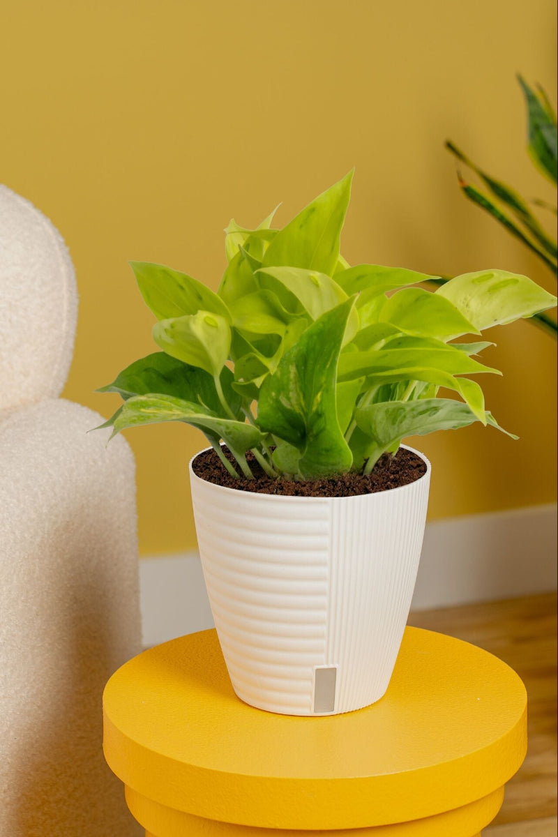 Pothos, Champs Elysees 6"