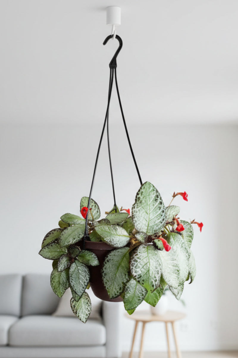 Episcia, Silver Screen 6" Hanging Basket