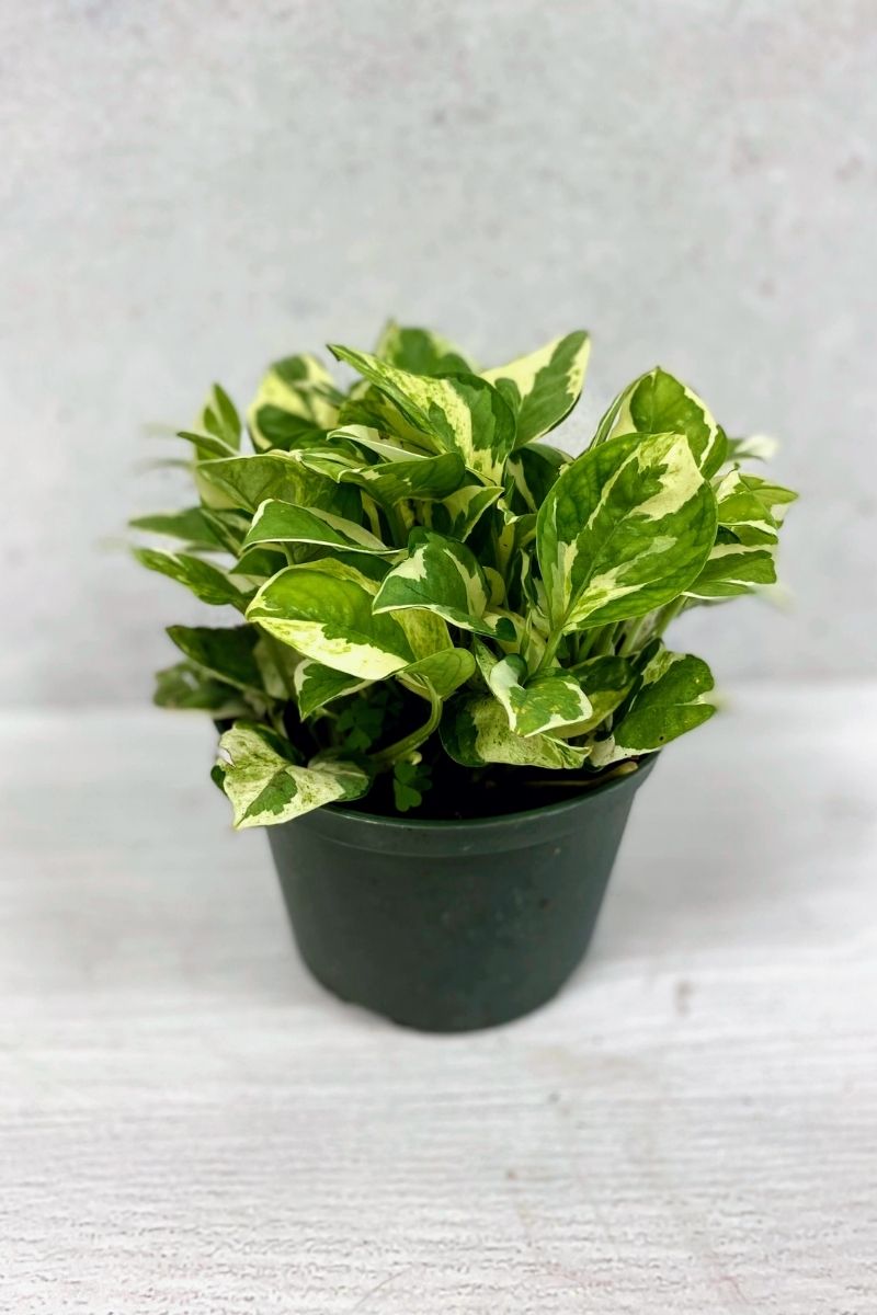 Pothos, Pearls and Jade 6"