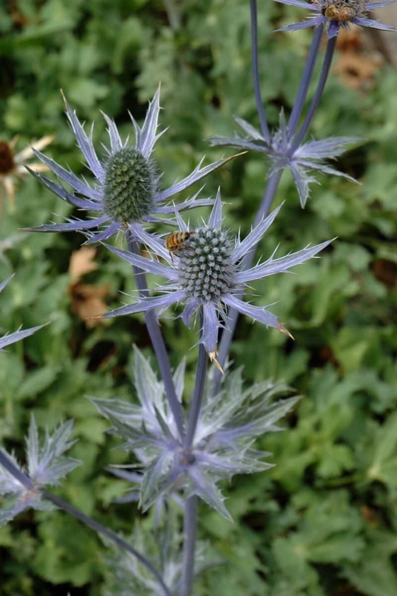 Sea Holly, Big Blue