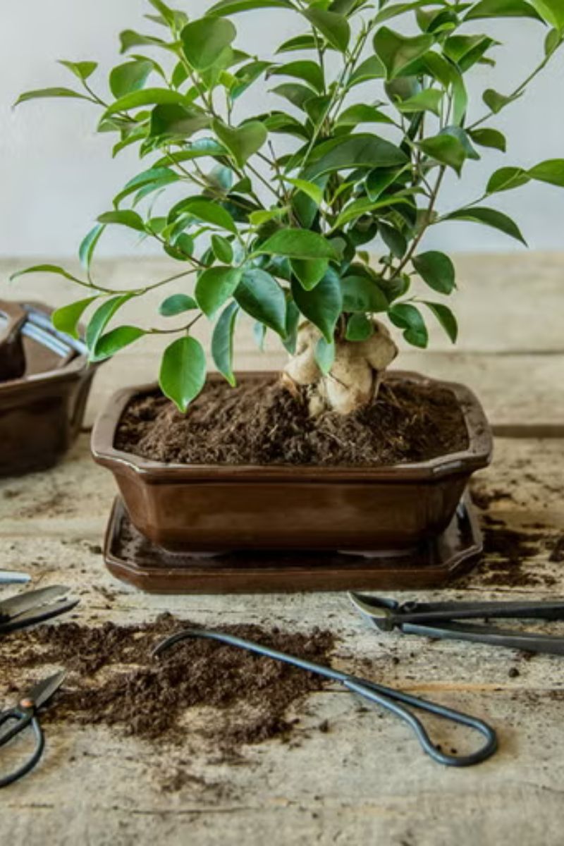 BONSAI ROOT HOOK