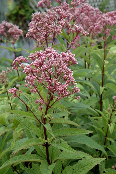 Joe Pye Weed, Baby Joe