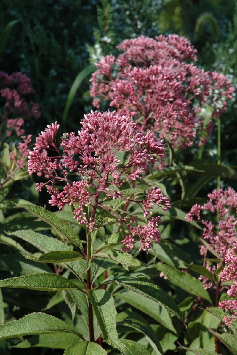 Joe Pye Weed, Gateway