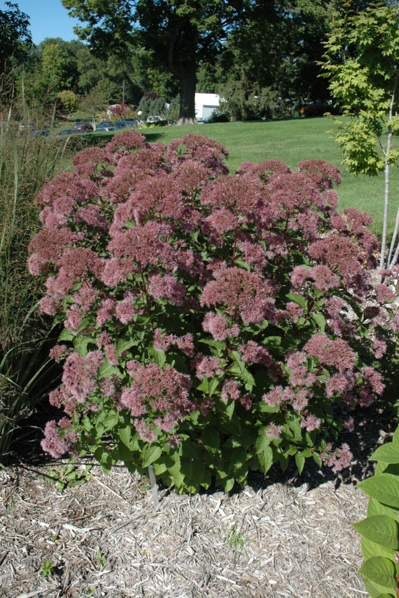 Joe Pye Weed, Little  Joe