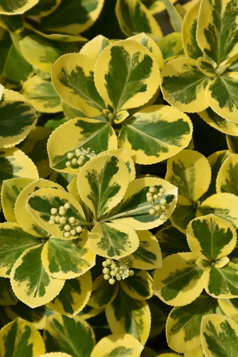 Euonymus, Gold Splash