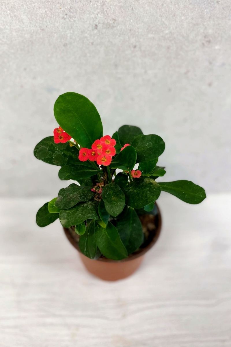 Euphorbia, Crown Of Thorns 5"