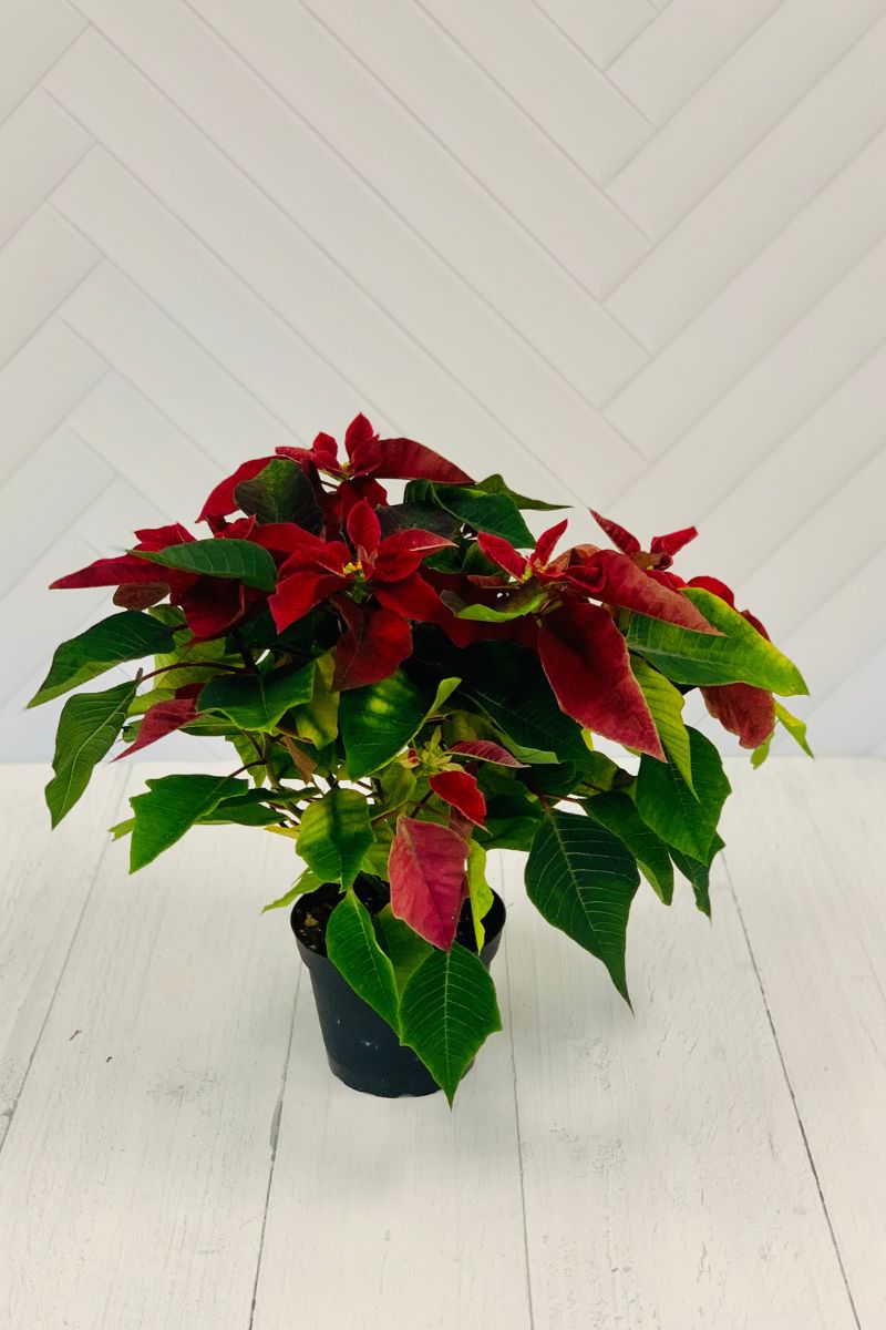 Poinsettia, Burgundy 4"