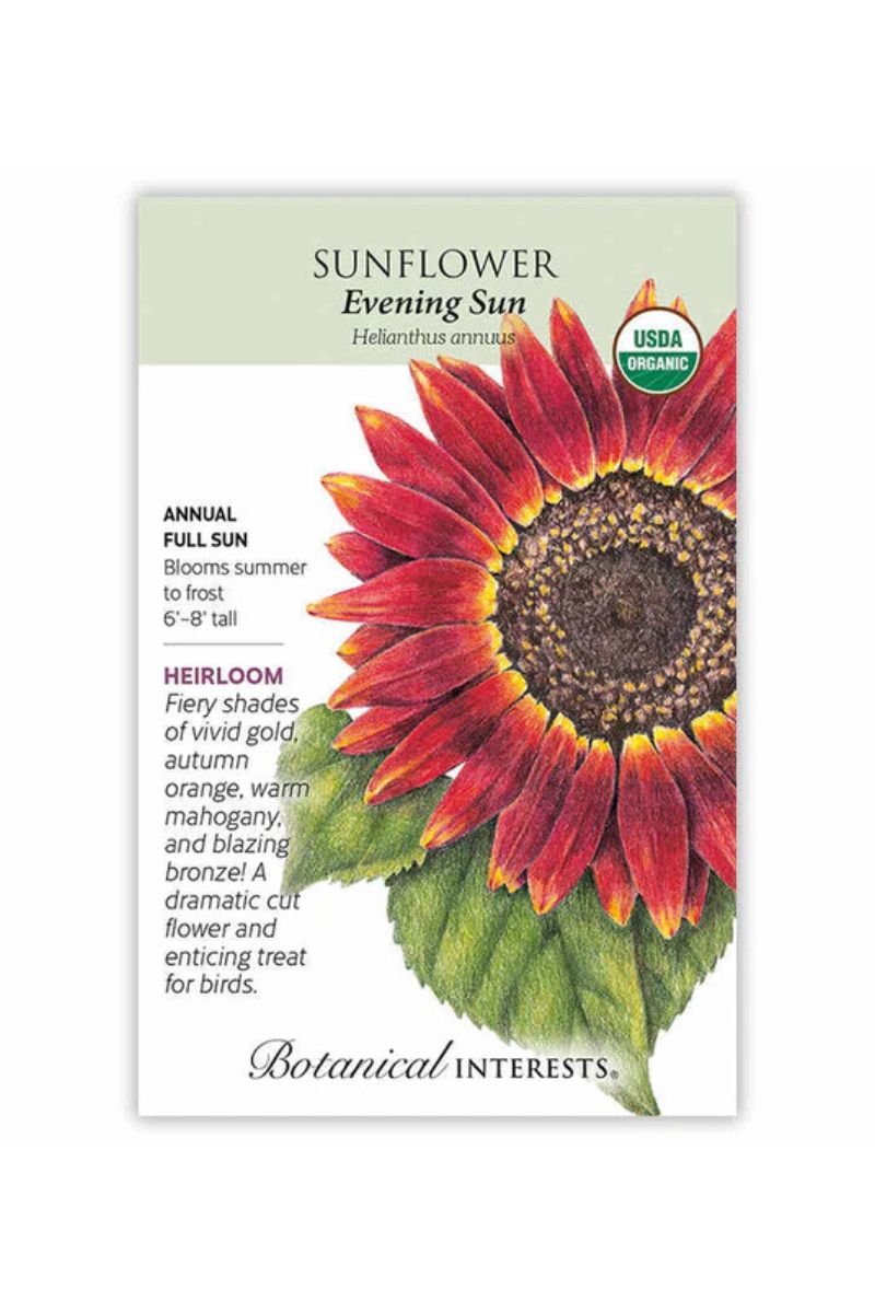 Botanical Interests Evening Sunflower Organic Seeds