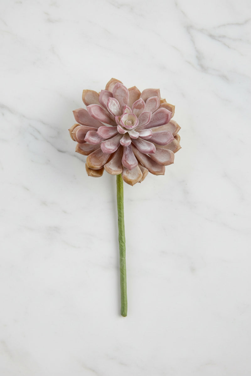 Faux Baby Aeonium Pick 6" Two Tone Coral