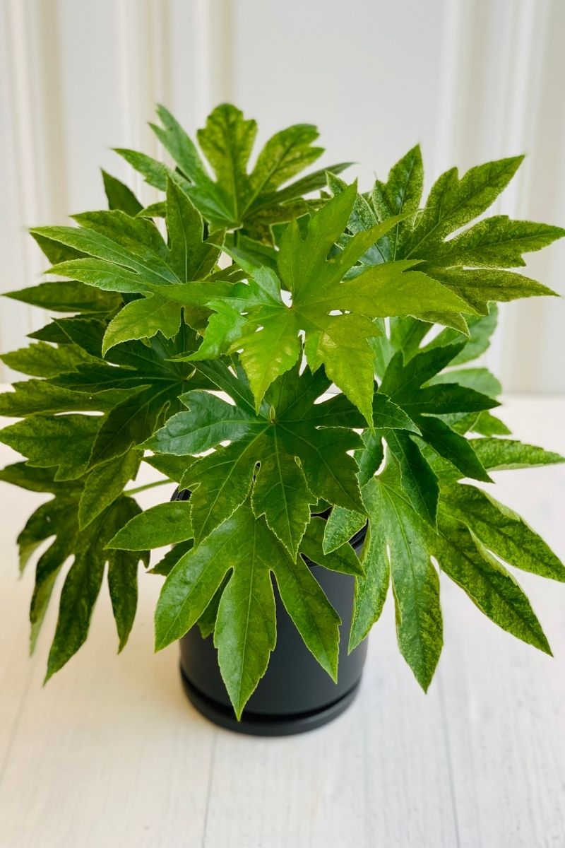 Fatsia Japonica 6"