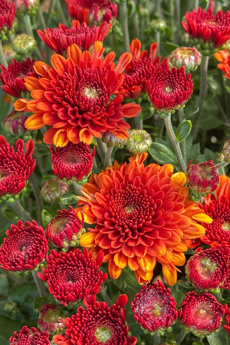 Mum, Fall Bicolor Bronze/Orange