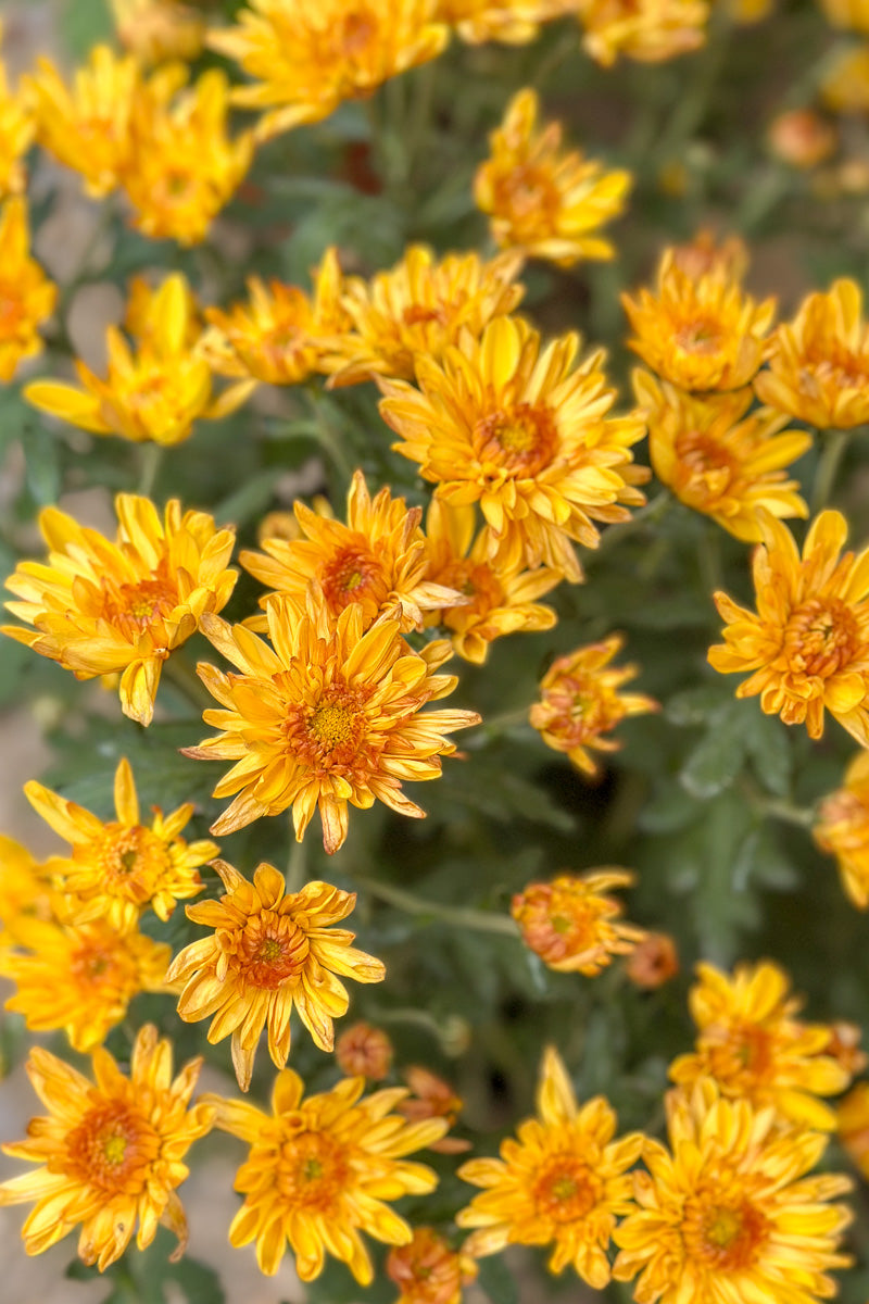 Mum, Florist's Bronze