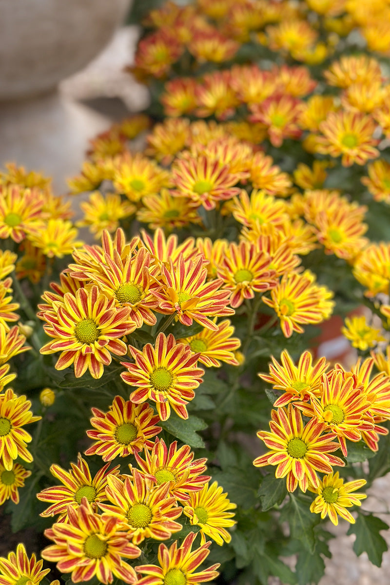 Mum, Florist's Vyron