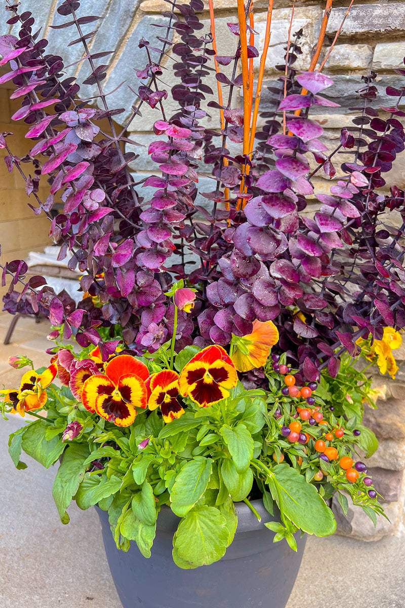 Chalet Signature | Fall | Modern