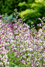 False Indigo Plum Rosy flower spikes
