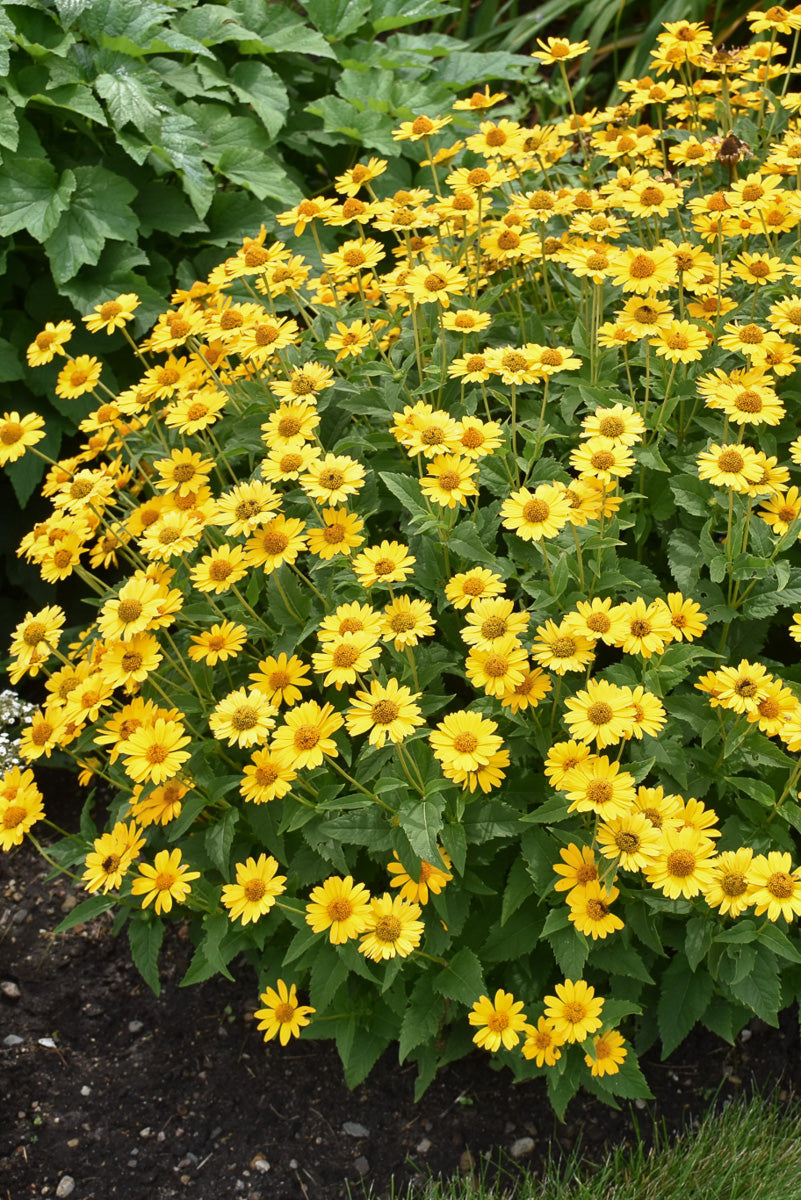 False Sunflower, Tuscan Sun