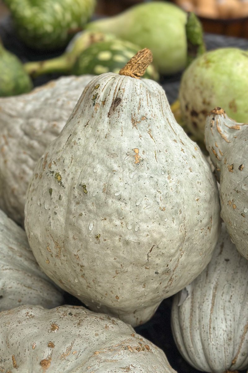 Fancy Pumpkin, Blue Hubbard