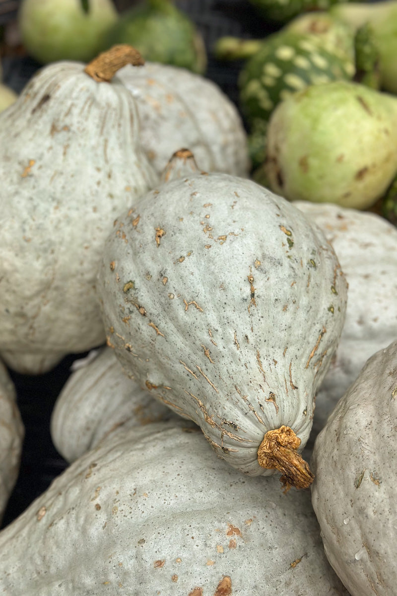 Fancy Pumpkin, Blue Hubbard