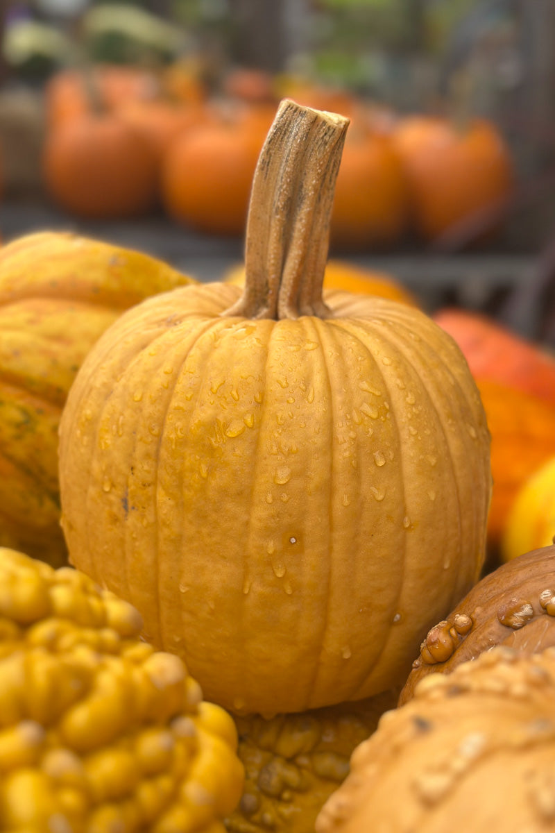 Fancy Pumpkin, Brown Smooth