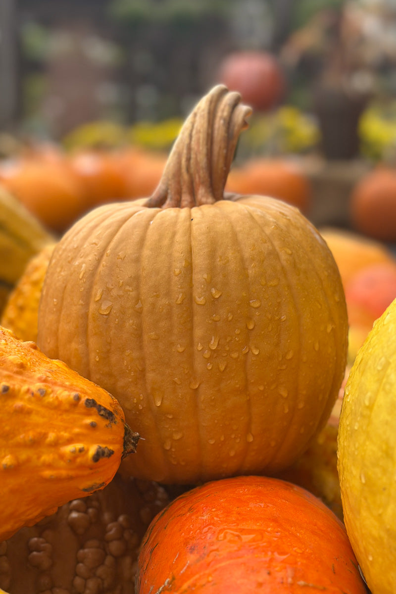 Fancy Pumpkin, Brown Smooth
