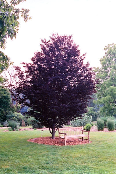 Beech, European Rohani