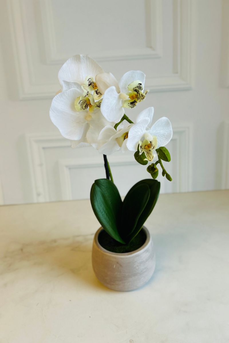Faux Phalaenopsis in Planter 16" White